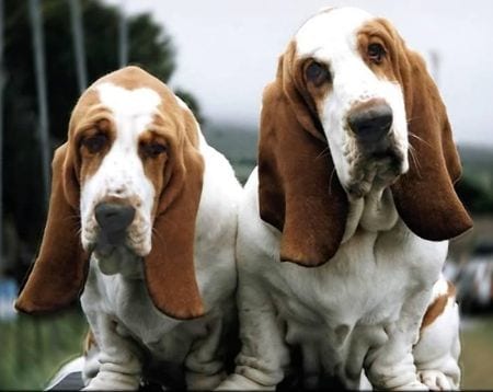 basset-hounds