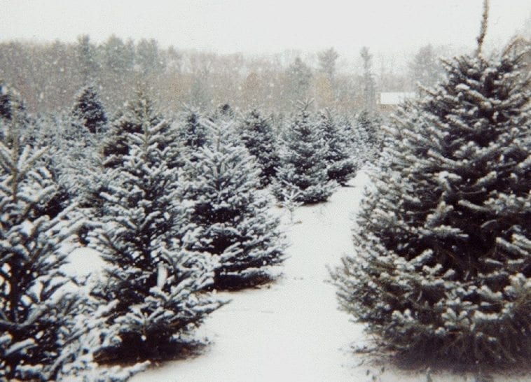 Christmas Tree farm