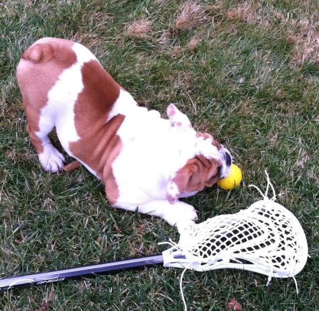 bulldog_lacrosse