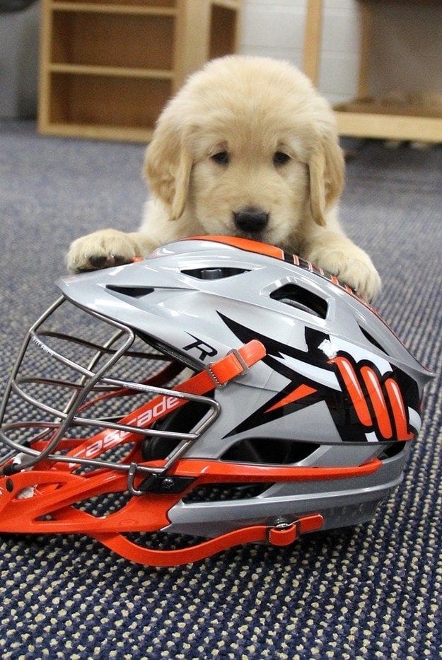 Denver Outlaws Puppy Photo Shoot with Bocklet and Sieverts