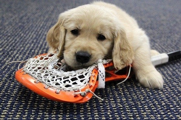 Denver Outlaws Puppy Photo Shoot with Bocklet and Sieverts